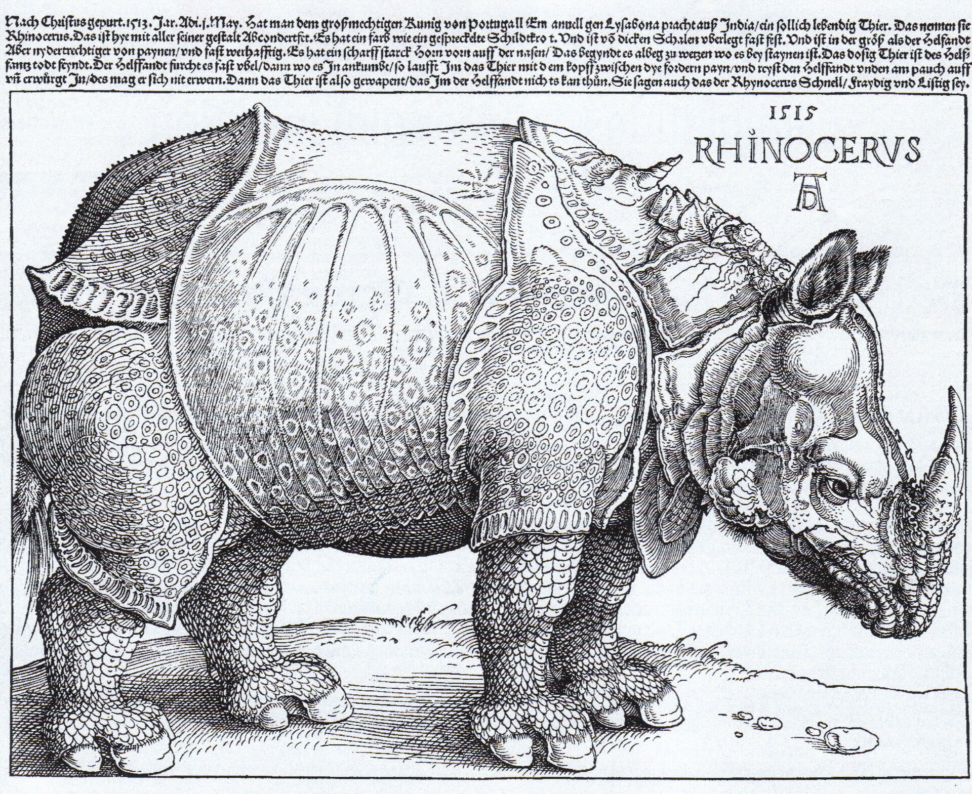 The Rhinoceros by Albrecht Dürer